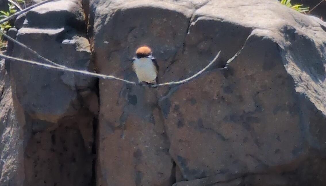 IMG_20251002_091015_493_small